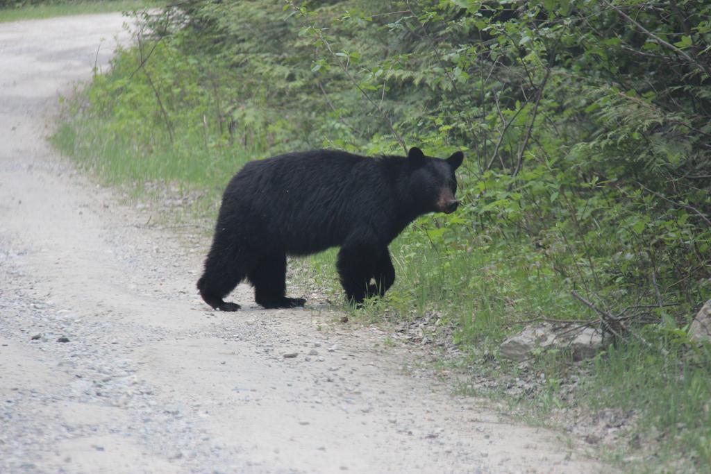 Bear Paw Lodge Golden Bagian luar foto